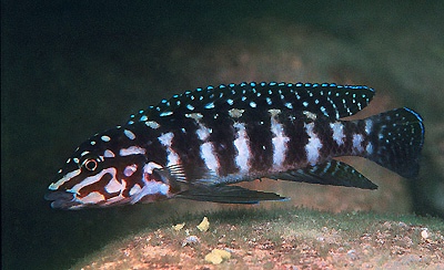 Julidochromis cf. marlieri 'Kasanga'